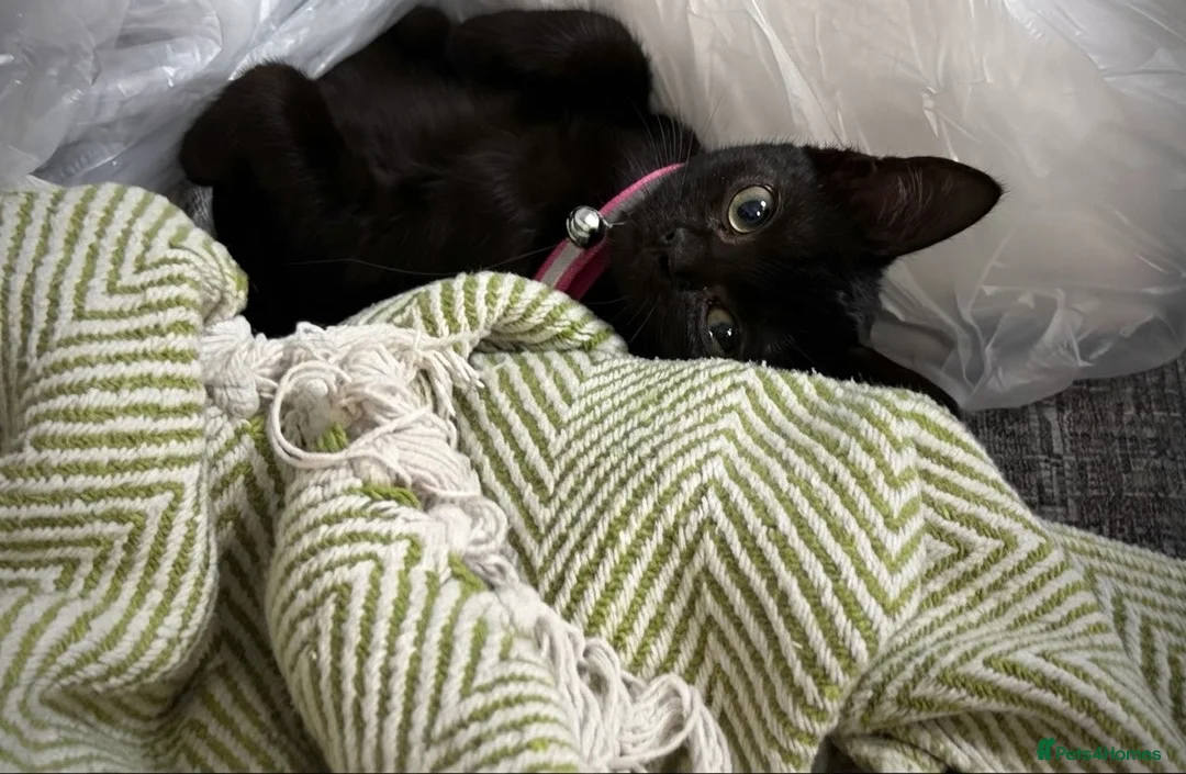 Domestic Shorthair cats for sale: Larnie - Cat for Rehome  in Birkenhead - Advert 1