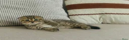 Scottish Fold cats for sale: 🐾Cute🐱 Scottish fold and Scottish straight🐱🐾 - Advert 27