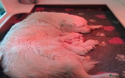 Golden Retriever dogs for sale: STUNNING HEALTH CHECKED PUPPIES - Image 5