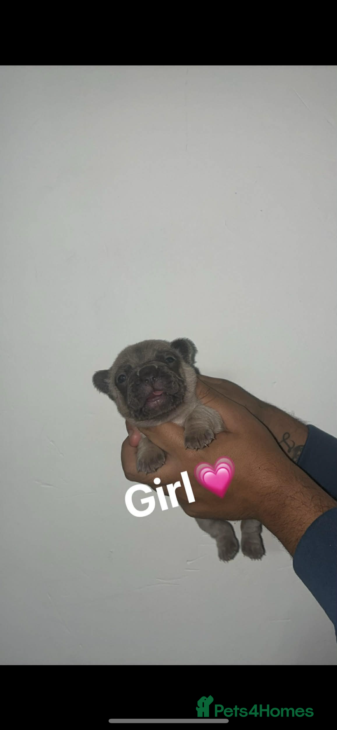 French Bulldog dogs for sale: Beautiful French Bulldogs - Advert 5