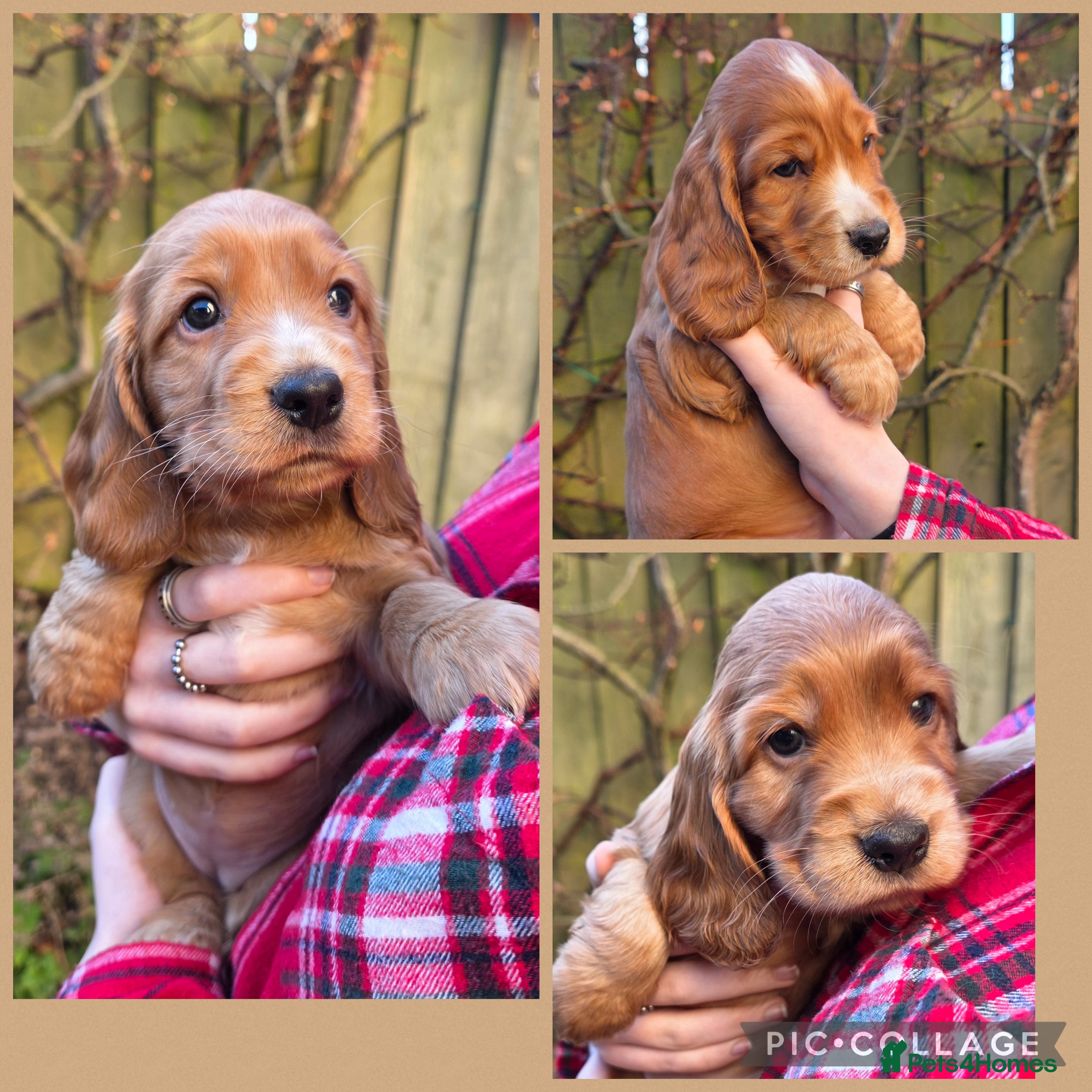 Cocker Spaniel dogs Beautiful heath tested KC Show Cocker Spaniel Pups - Advert 1