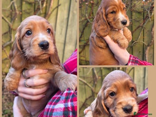 Cocker Spaniel dogs Beautiful heath tested KC Show Cocker Spaniel Pups - Advert 13