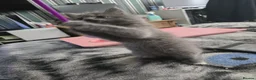 Persian cats for sale: Gorgeous Persian x Kittens Ready now  - Advert 11