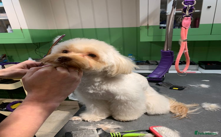 Chipoo dogs - Advert 1