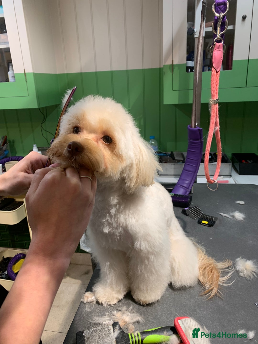 Chipoo dogs for sale: Pretzel ChihuahuaxPoodle - Image 1