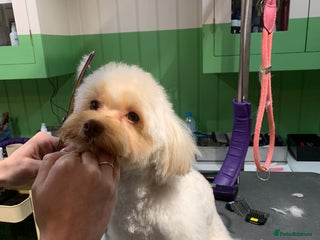 Chipoo dogs - Advert 2
