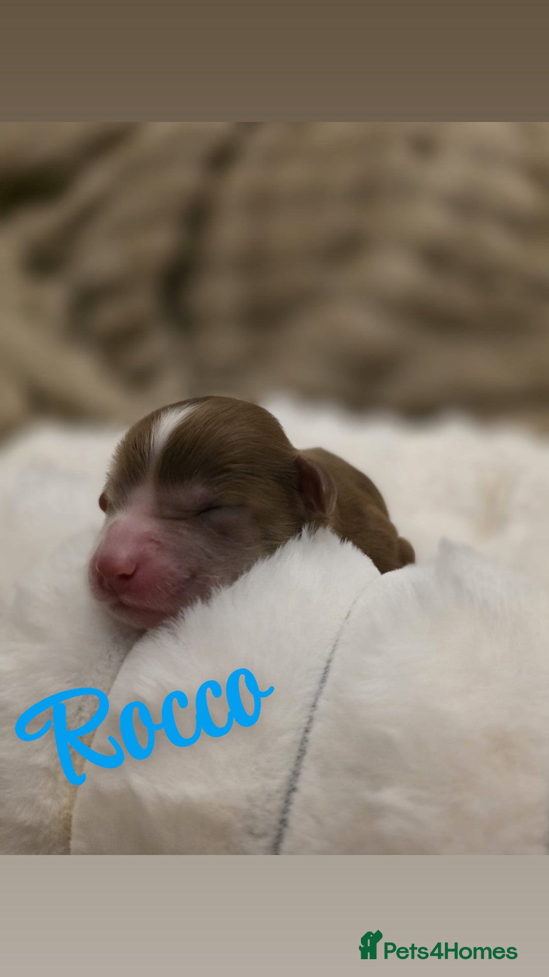 Cockapoo dogs for sale: 🤍 Beautiful F3 Multigen Cockapoo Puppies🤍 - Advert 9