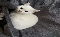 British Shorthair cats for sale: MOST BEAUTIFUL RARE COMOUR BSH KITTEN  - Image 2