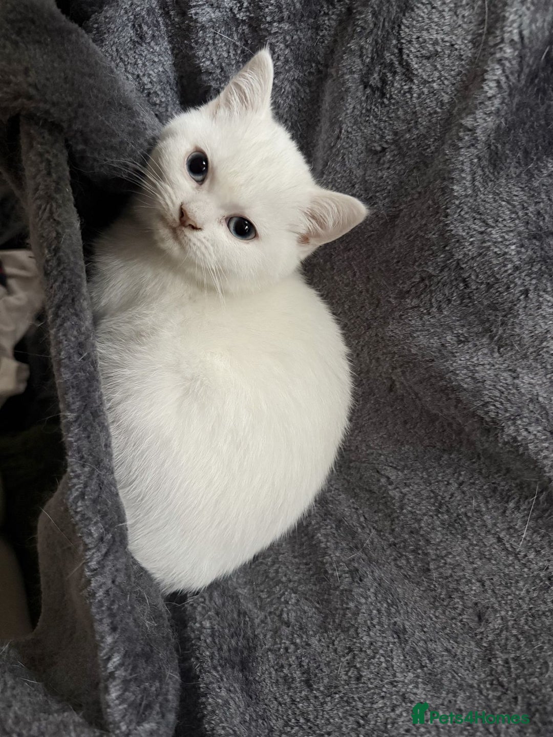 British Shorthair cats for sale: MOST BEAUTIFUL RARE COMOUR BSH KITTEN  - Image 2
