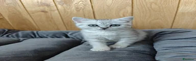 Scottish straight Kitten 5