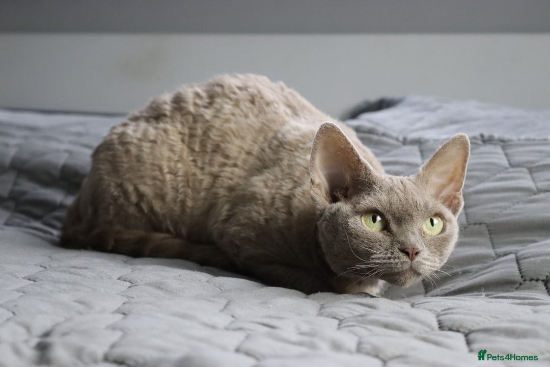 Devon Rex cats for sale: Devon Rex beautiful and healthy girl 2 years old  - Advert 3