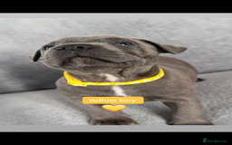 Staffordshire Bull Terrier dogs for sale: Blue Staffordshire bull terrier  - Image 9