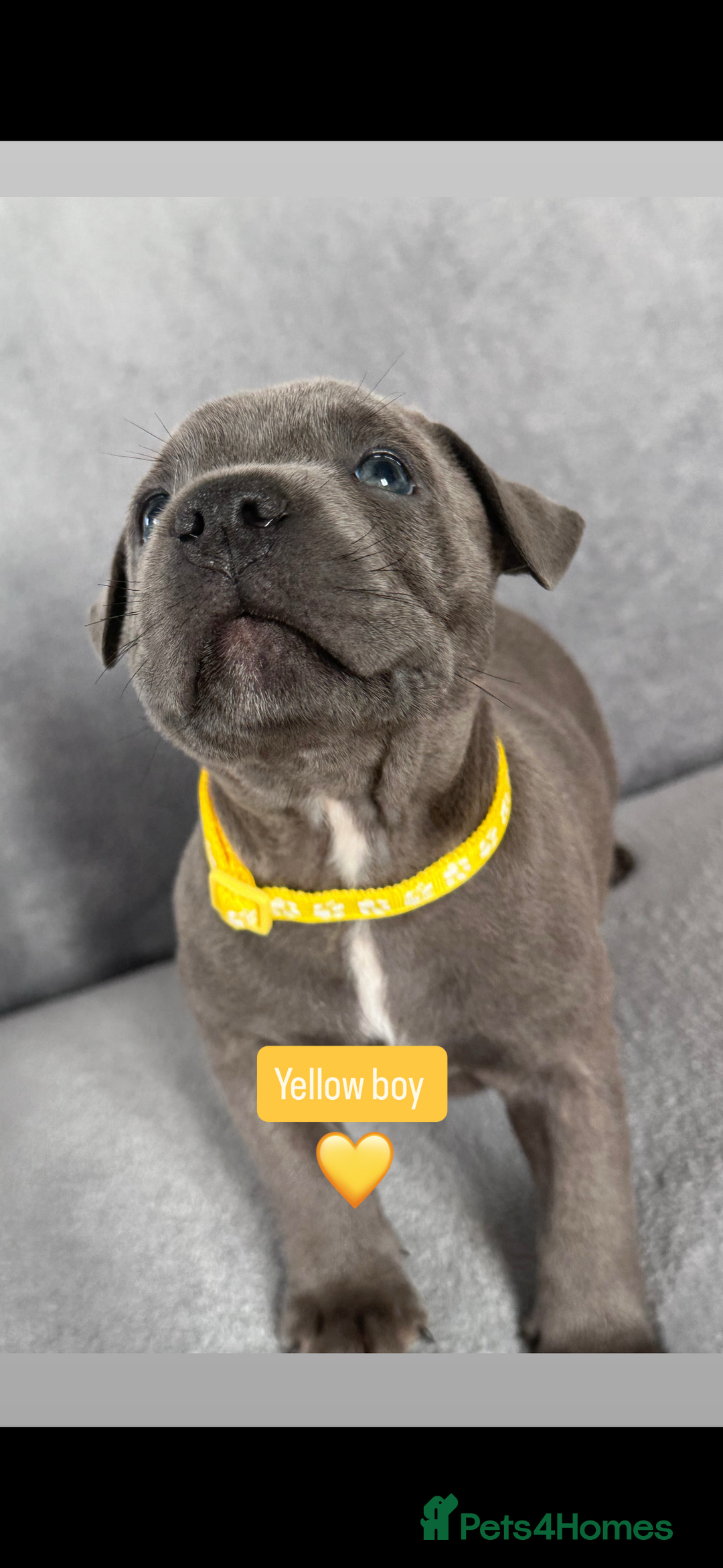 Staffordshire Bull Terrier dogs for sale: Blue Staffordshire bull terrier  - Image 9