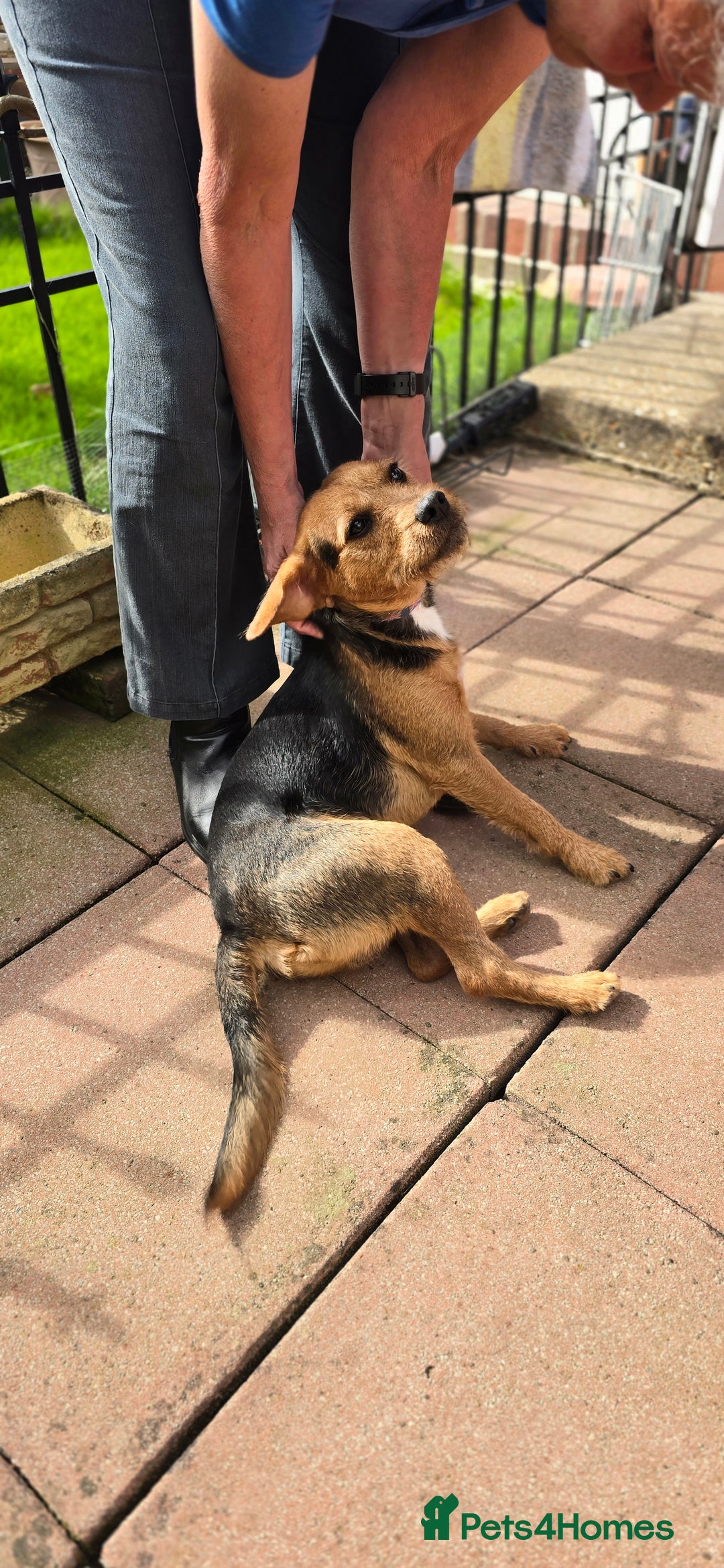 Mixed Breed dogs for adoption: Toby the Terrier - Image 17