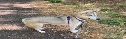 Mixed Breed dogs for adoption: Kira 🩷 in Welwyn - Advert 9