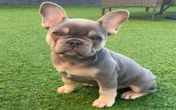 French Bulldog dogs for stud: LOKI “THE SON OF MISCHIEF” lilac Tan  in Coatbridge - Image 7