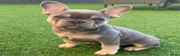 French Bulldog dogs for stud: LOKI “THE SON OF MISCHIEF” lilac Tan  in Coatbridge - Advert 7