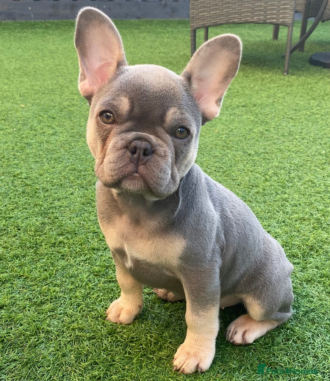 French Bulldog dogs for stud: LOKI “THE SON OF MISCHIEF” lilac Tan  in Coatbridge - Image 7