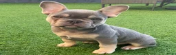 French Bulldog dogs for stud: LOKI “THE SON OF MISCHIEF” lilac Tan  in Coatbridge - Advert 7