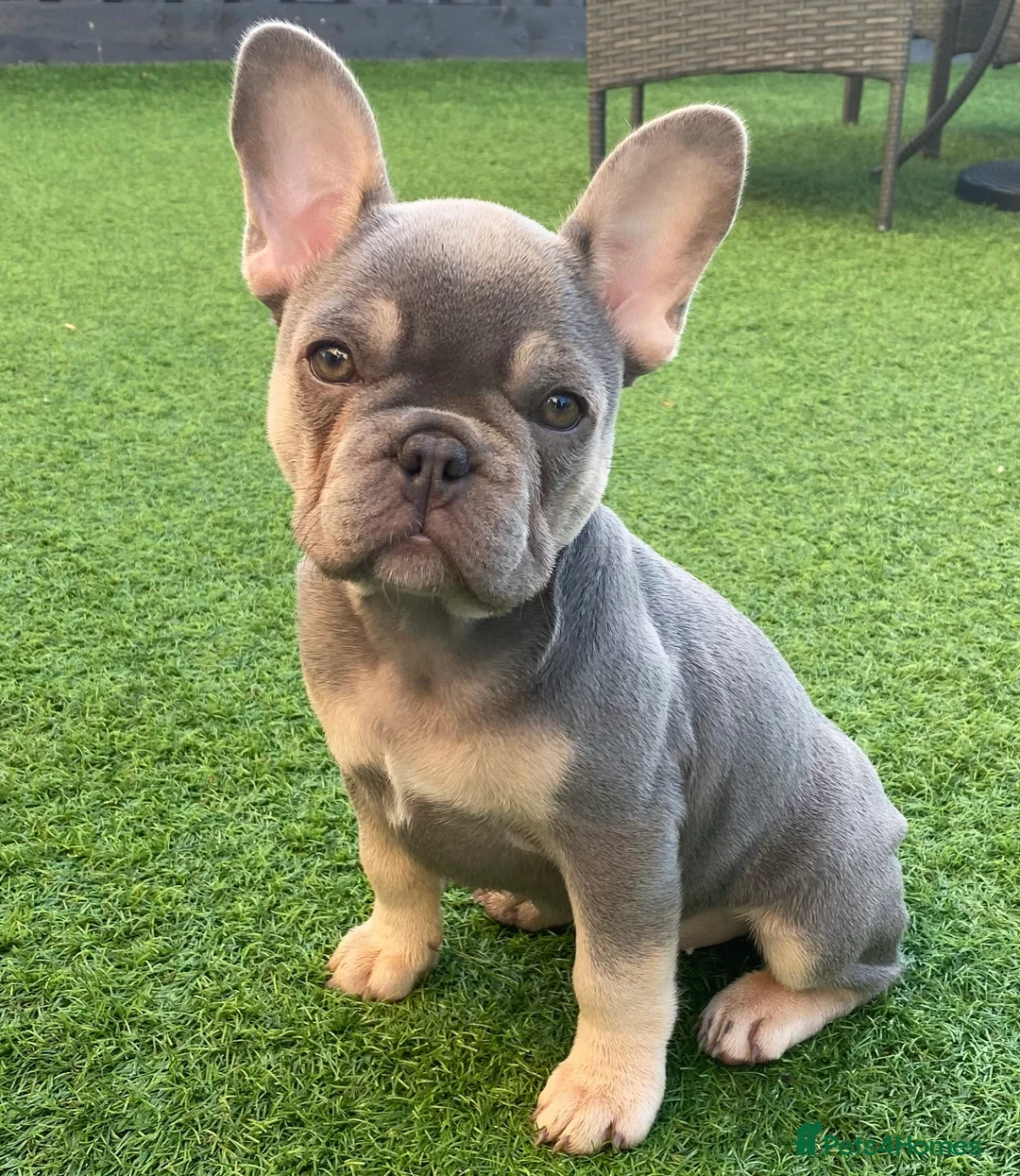 French Bulldog dogs for stud: LOKI “THE SON OF MISCHIEF” lilac Tan  in Coatbridge - Advert 7