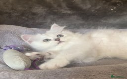 British Longhair cats for sale: British Longhair CH Pedigree Silvers  in Bournemouth - Image 18