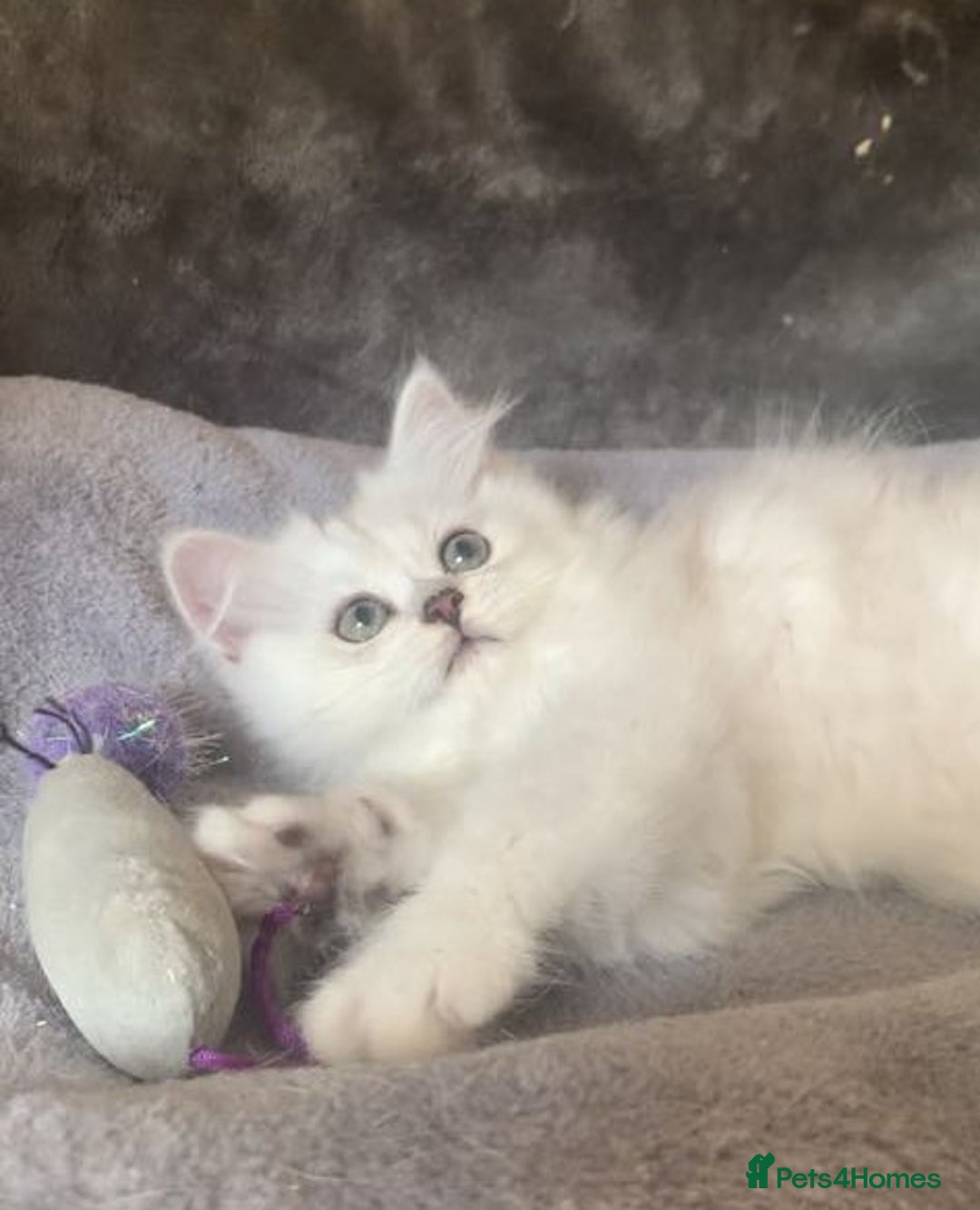 British Longhair cats for sale: British Longhair CH Pedigree Silvers  in Bournemouth - Image 18