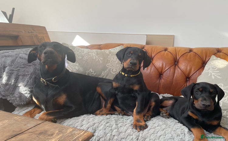 Dobermann dogs - Advert 1