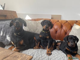 Dobermann dogs - Advert 6