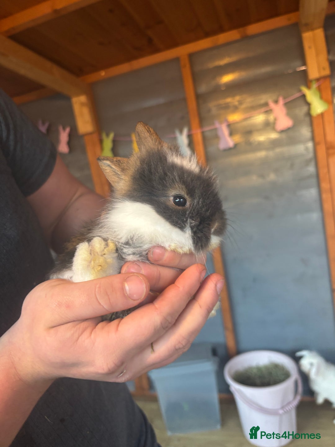 Lionhead rabbits for sale: Lion head bunnies available 🐰 - Advert 13