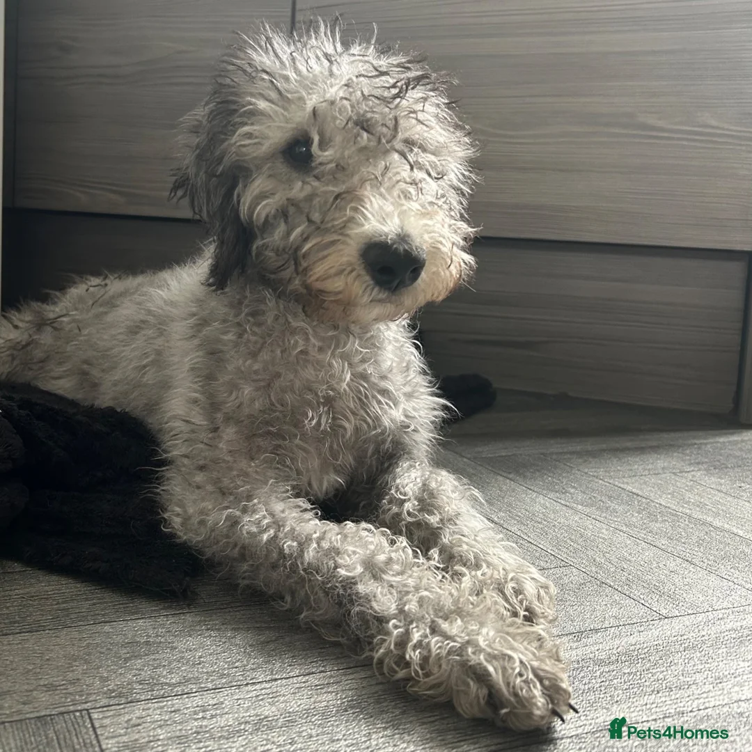 Bedlington Terrier dogs for sale: Bedlington terrier boy 4 month old  in Dewsbury - Advert 2
