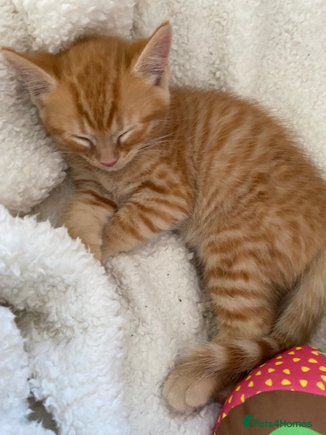 Ragcoon cats for sale: Beautiful Ginger Tabby Ragcoon kitten for sale  - Image 5