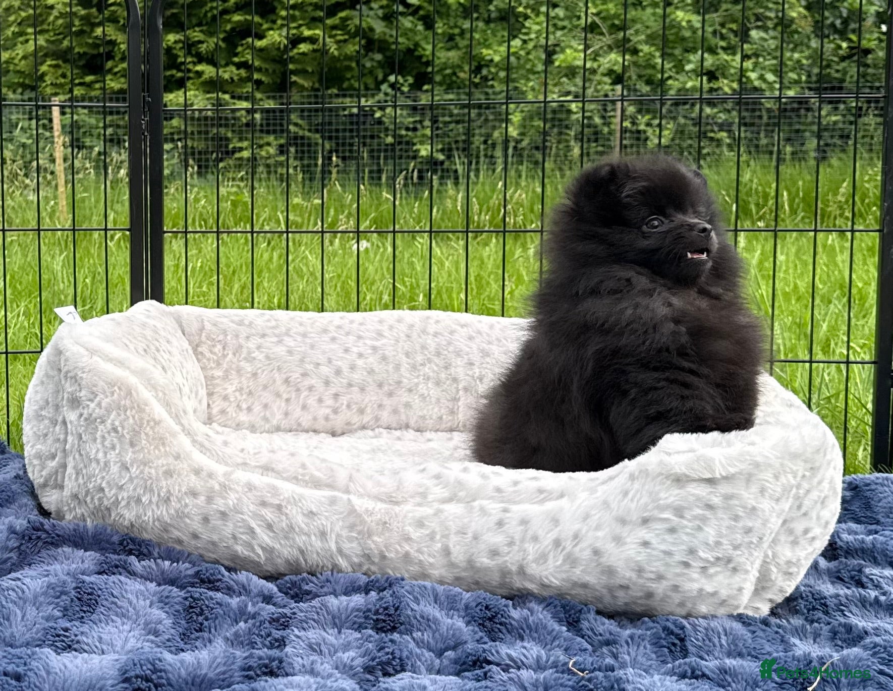 Pomeranian dogs for sale:  Rare colour Russian line Teddy Bear Pom Puppies ✨ - Advert 18