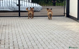 Belgian Shepherd Dog dogs for sale: 9 Month old Two Belgian Malinois Pups (Brothers) - Image 6