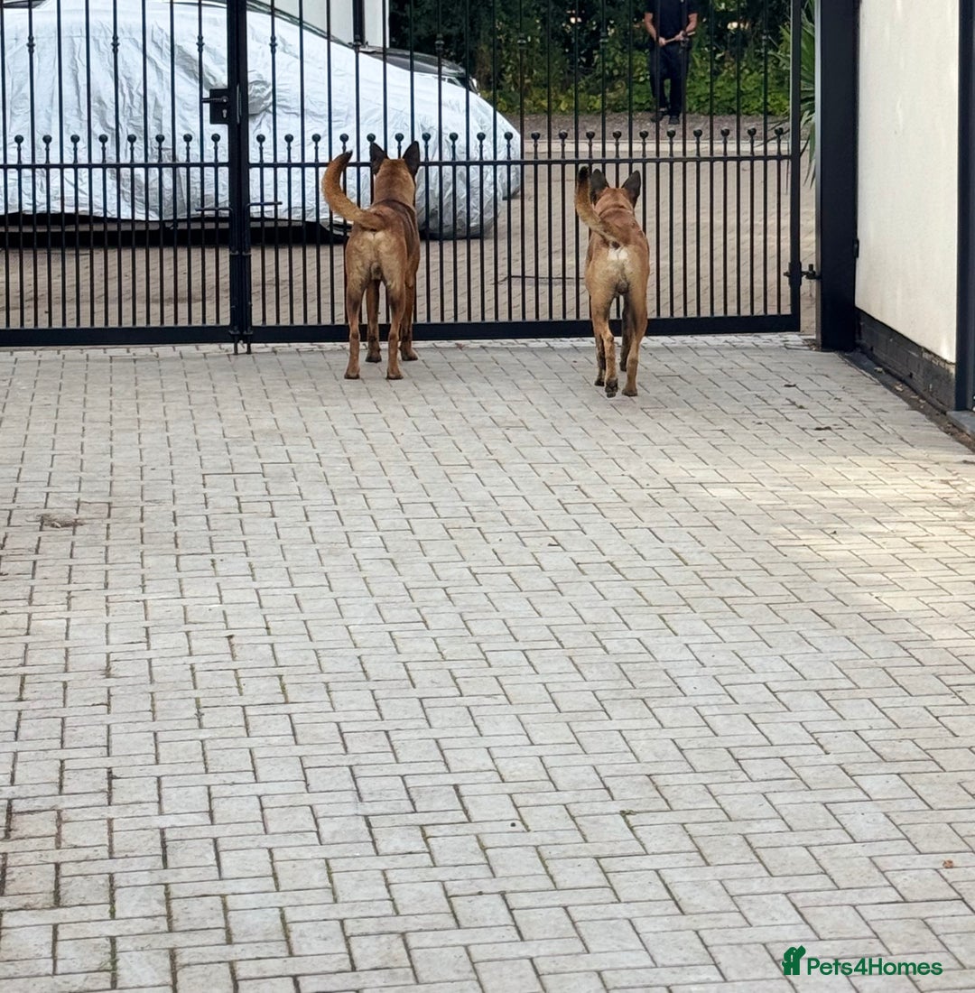 Belgian Shepherd Dog dogs for sale: 9 Month old Two Belgian Malinois Pups (Brothers) - Image 6