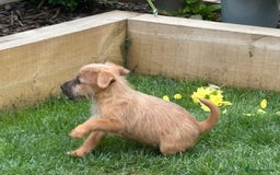 Mixed Breed dogs for sale: Working Lakeland x Patterdale  - Image 9
