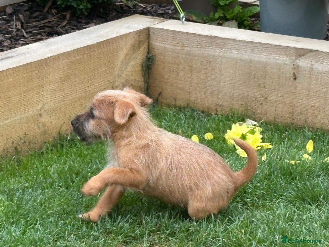 Mixed Breed dogs for sale: Working Lakeland x Patterdale  - Image 9
