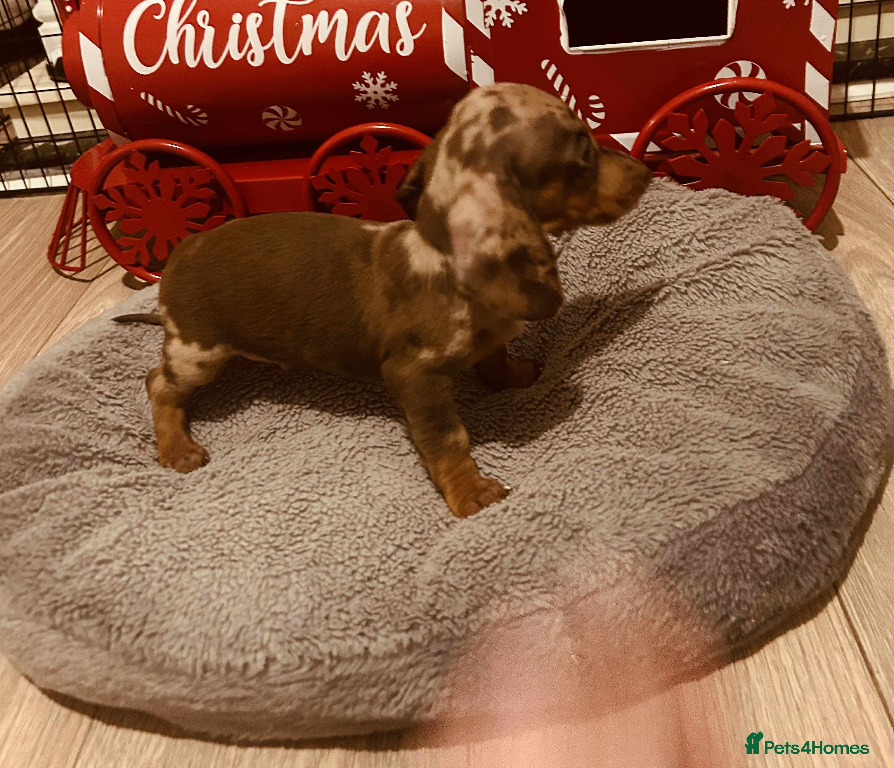 Miniature Dachshund dogs Miniature dachshund  - Advert 6