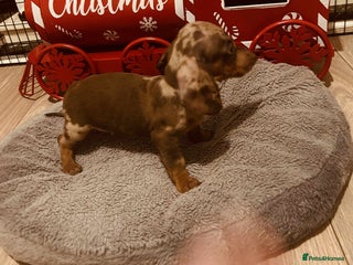 Miniature Dachshund dogs Miniature dachshund - Advert 6