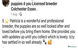 Cocker Spaniel dogs for sale: 4⭐️Licensed KC Reg English Show Cocker Spaniel - Image 37