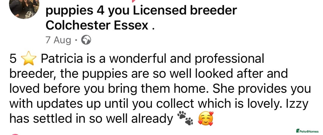 Cocker Spaniel dogs for sale: 4⭐️Licensed KC Reg English Show Cocker Spaniel - Image 37