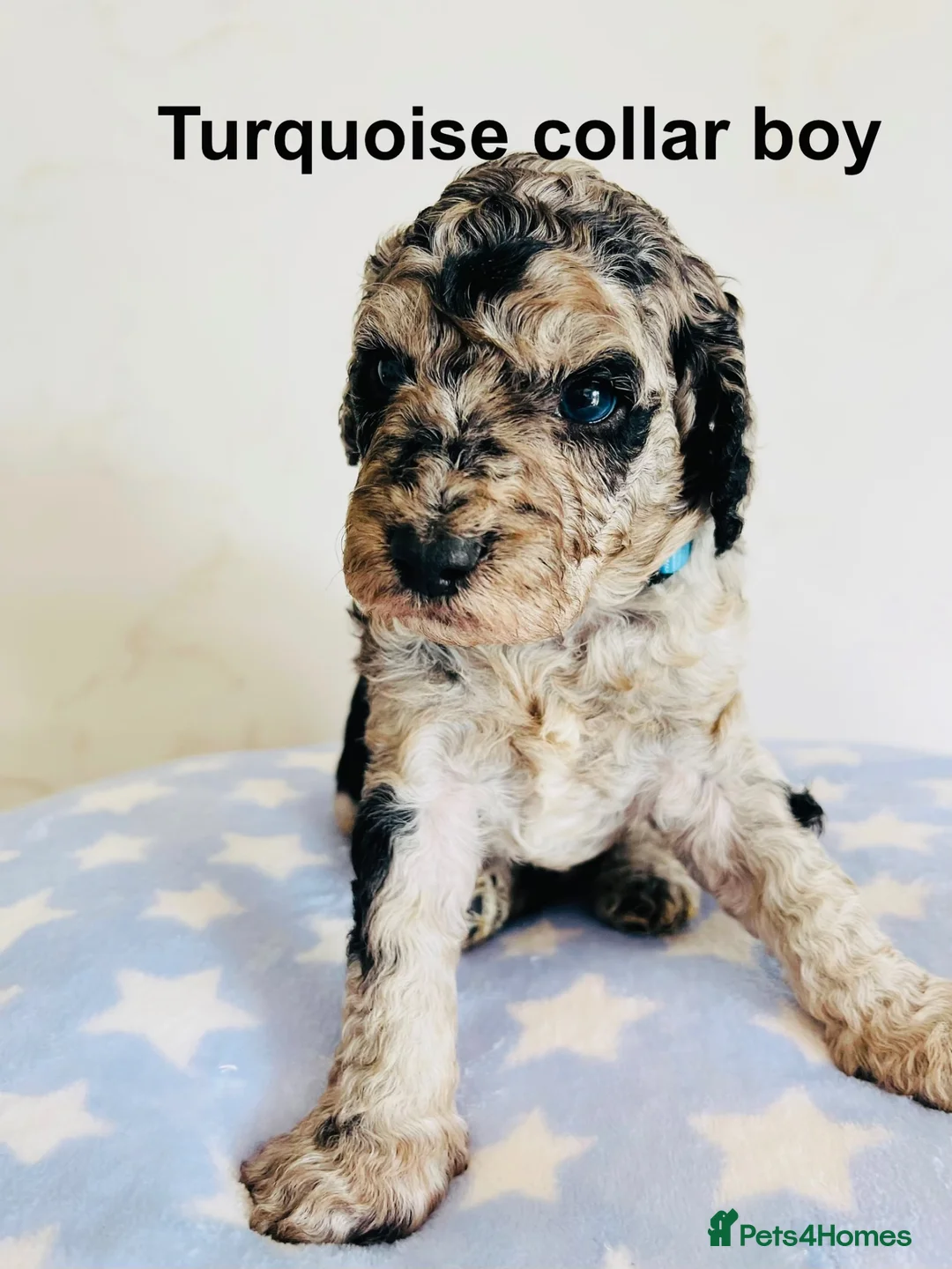 Cockapoo dogs for sale: Stunningly unique health/DNA tested Cockapoos  - Advert 1