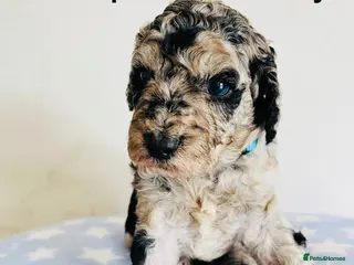 Cockapoo dogs Stunningly unique health/DNA tested Cockapoos - Advert 2