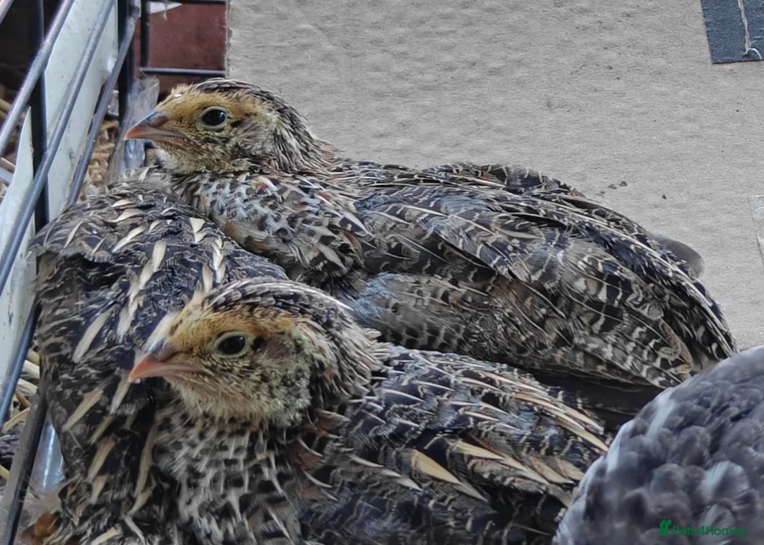Quail poultry for sale: Japanese Coturnix males🐤  in Boston - Advert 2