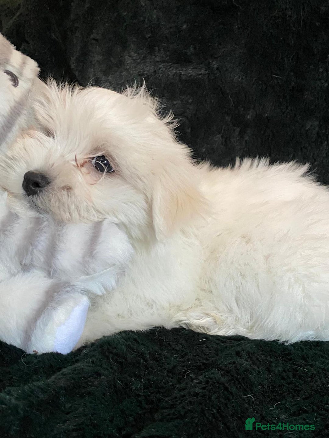Maltese dogs for sale: Maltese puppies for sale  - Advert 25