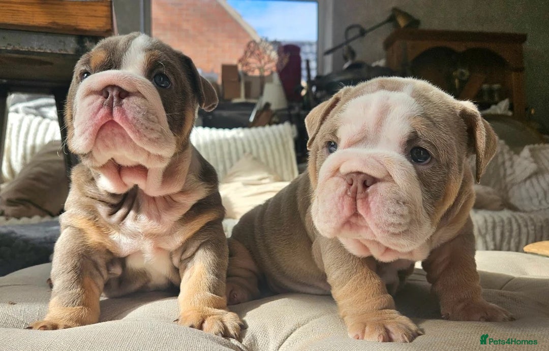 English Bulldog dogs for sale: Beautiful English Bulldog Puppies Ready Soon! - Advert 3