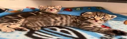 Mixed Breed cats for sale: Mixed bengal kittens  - Advert 8
