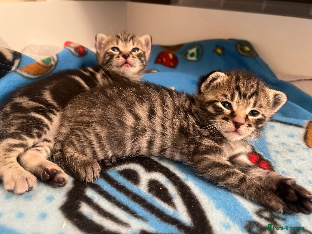 Mixed Breed cats for sale: Mixed bengal kittens  - Advert 8