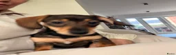 Miniature Dachshund dogs for sale: Last two beautiful mini dachshunds  - Advert 4