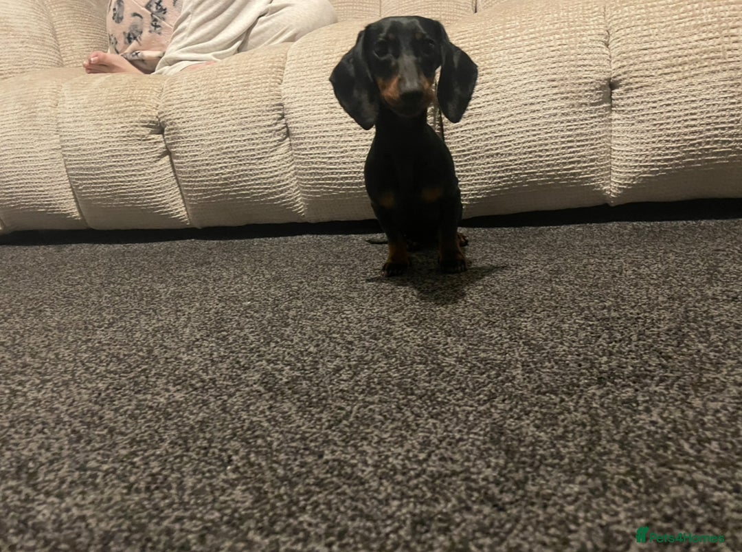 Miniature Dachshund dogs for sale: Miniature dachshund 9 month old - Image 3