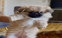 Pekingese dogs for sale: Gorgeous Pekingese puppies  - Image 15